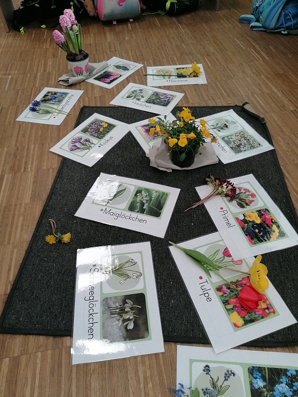 Echte Frühblüher in der Sitzkreismitte einer Grundschulklasse.