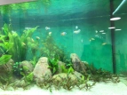 Unser Aquarium