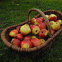 Apfelkorb